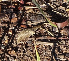 Chiasmia rectistriaria