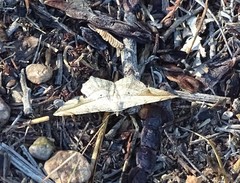 Chiasmia rectistriaria