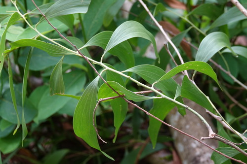 Acacia auriculiformis