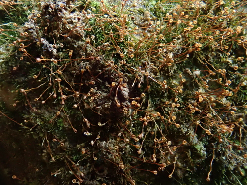 Image of Donn's Rock-Bristle (Seligeria donniana) by (c) Christian Berg, some rights reserved (CC BY)