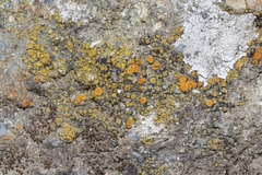 Polycauliona bolacina