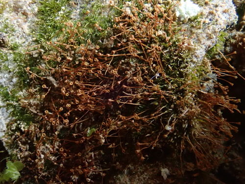 Image of Seligeria donniana by (c) Christian Berg, some rights reserved (CC BY)