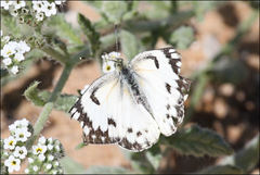 Colotis calais crowleyi