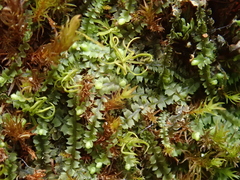 Mesoptychia collaris