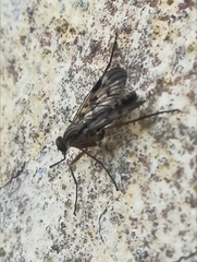 Rhagio atlanticus