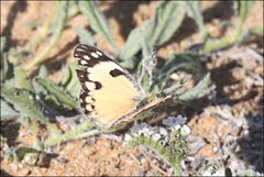 Colotis calais crowleyi