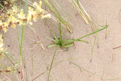 Carex arenaria