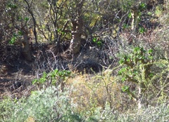 Tylecodon paniculatus