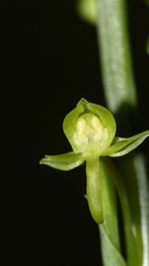 Habenaria arenaria