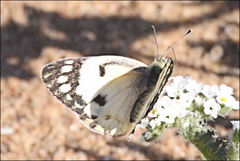 Colotis calais crowleyi