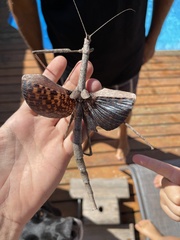 Bactrododema