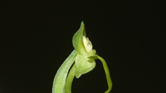 Habenaria arenaria