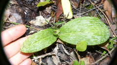 Habenaria arenaria