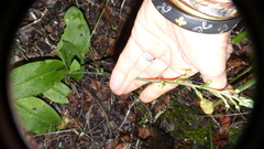 Habenaria arenaria