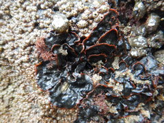 Watersipora subtorquata