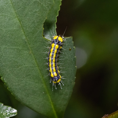 Pidorus