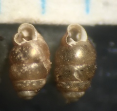 Vertigo oscariana