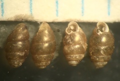 Vertigo oscariana