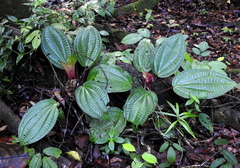 Phyllagathis rotundifolia