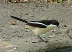 Laniarius bicolor