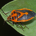 Horehound Bug - Photo (c) Simon Grove, some rights reserved (CC BY-NC), uploaded by Simon Grove