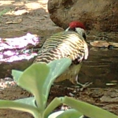 Campethera bennettii bennettii
