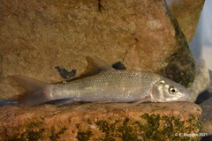 Luciobarbus graellsii