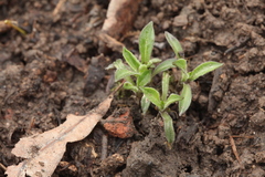 Silene sachalinensis