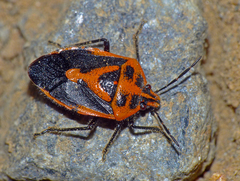 Agonoscelis rutila