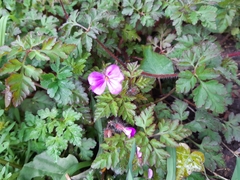 Geranium robertianum