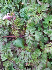 Geranium robertianum
