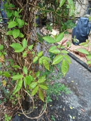 Rosa leschenaultiana
