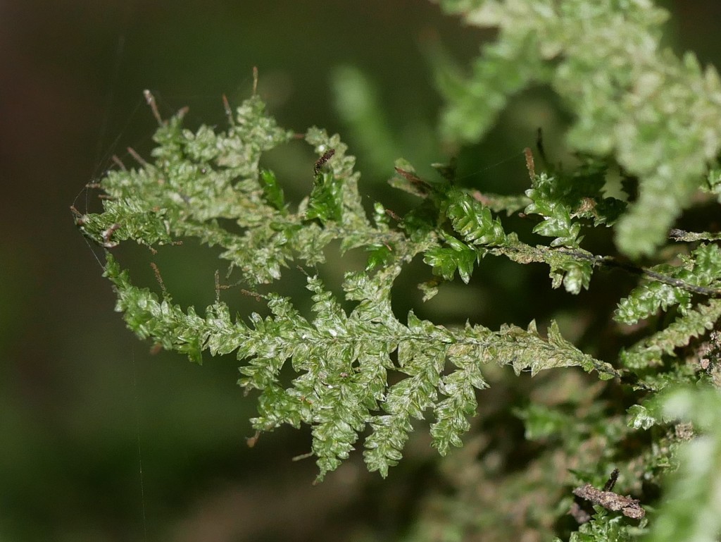 https://inaturalist.nz/observations/76444145