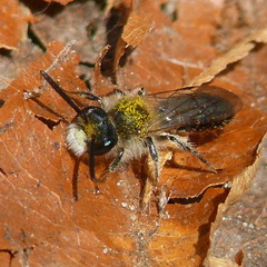 Andrena ventralis