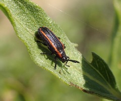 Microrhopala rubrolineata
