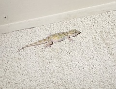 Tarentola annularis