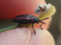 Microrhopala rubrolineata