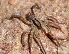 Camptocosa parallela