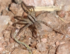 Camptocosa parallela