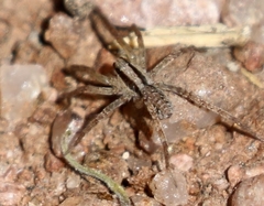 Camptocosa parallela