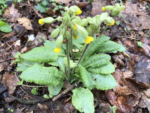 Primula veris