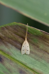 Lecithocera aulicousta