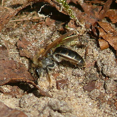 Andrena ventralis