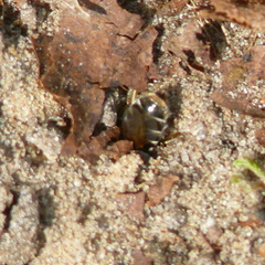 Andrena ventralis