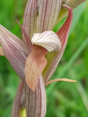 Serapias parviflora image