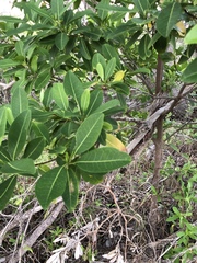 Acronychia imperforata