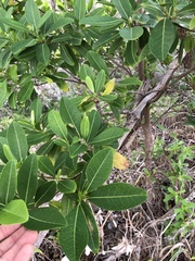 Acronychia imperforata