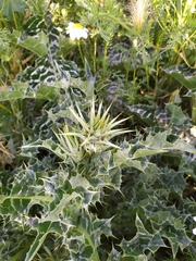 Silybum marianum