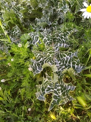 Silybum marianum