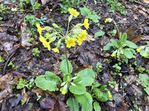 Primula veris